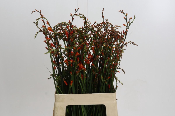 <h4>Crocosmia Red King</h4>