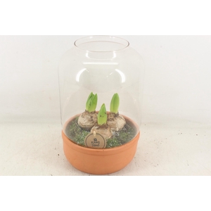 arr4 Hyacint PL - Terra/glas windlicht XL