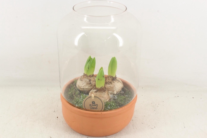 <h4>arr4 Hyacint PL - Terra/glas windlicht XL</h4>