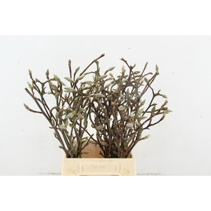 MAGNOLIA SOULANGEANA 050CM