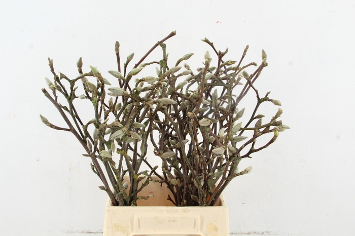 <h4>MAGNOLIA SOULANGEANA 050CM</h4>