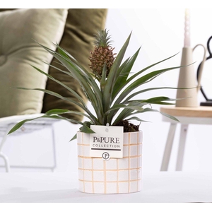 Ananas Rosita in P&PURE Tirza ceramics