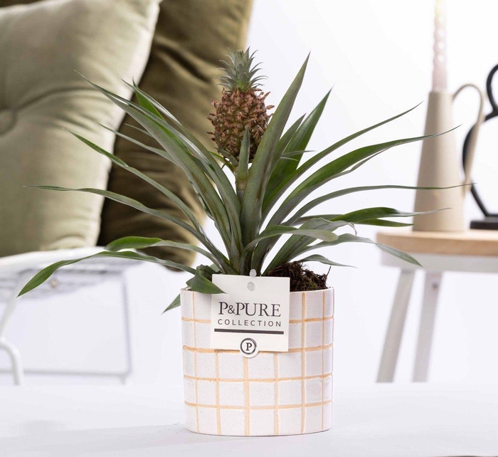 <h4>Ananas Rosita in P&PURE Tirza ceramics</h4>
