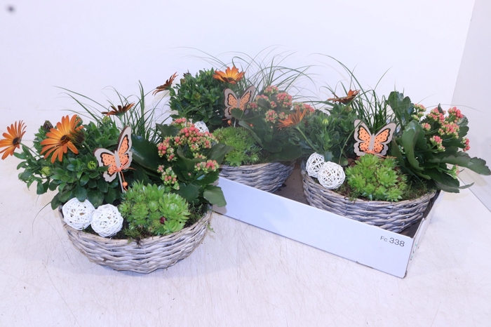 <h4>ARR TUINPLANTEN</h4>