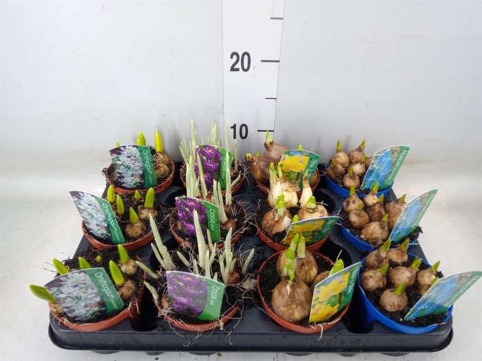 <h4>Bolbloemen   ...mix</h4>