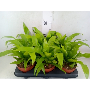 Asplenium antiquum