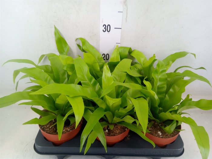 <h4>Asplenium antiquum</h4>