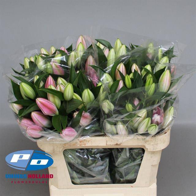 <h4>LI OR DU OVERIG ROSA</h4>