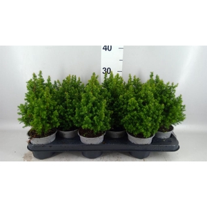 Chamaecyparis thyo. 'Alpica'