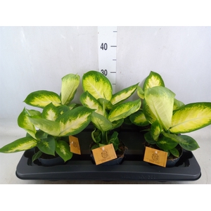 Dieffenbachia