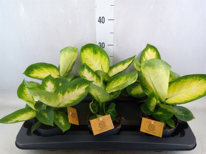 <h4>Dieffenbachia</h4>