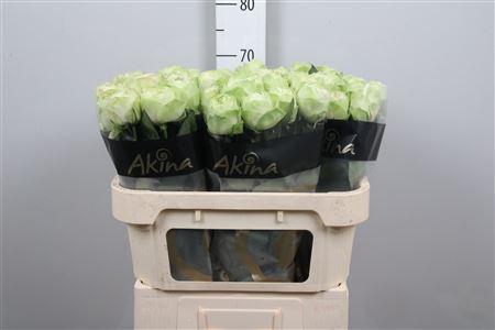 <h4>R Gr White Kahala-bb</h4>