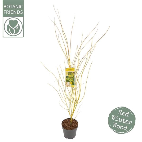 <h4>Acer palm. 'Bi hoo'</h4>