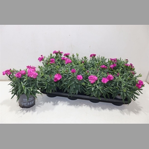 Dian Ca Peman Violet