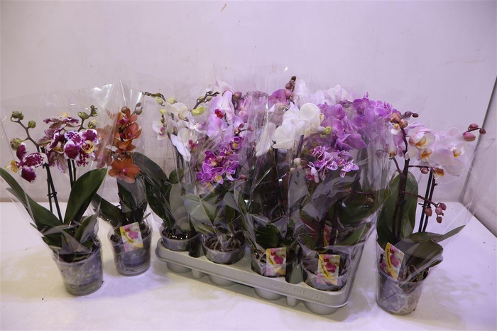 <h4>arr8 Phal Gem</h4>