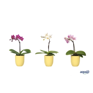 Hugo Citrus Tiny Dolls Mix 1T7+ Aqu@