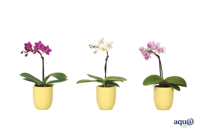 <h4>Hugo Citrus Tiny Dolls Mix 1T7+ Aqu@</h4>