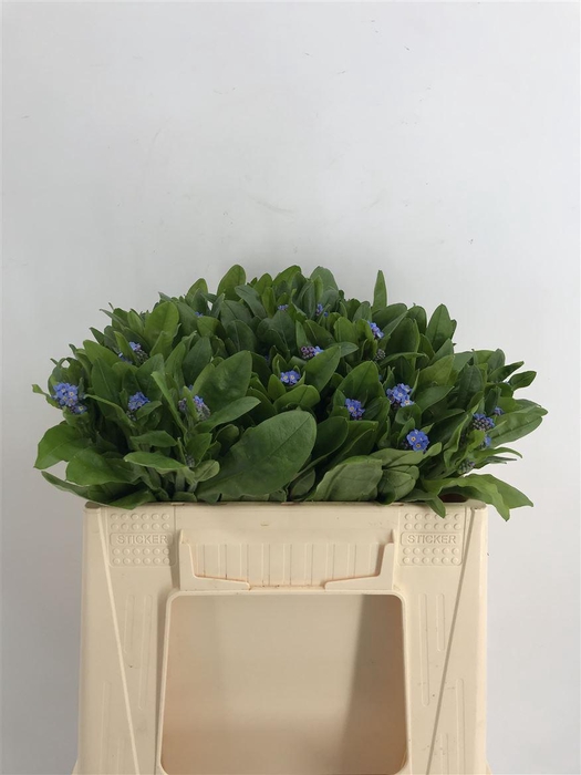 <h4>MYOSOTIS OVERIG</h4>