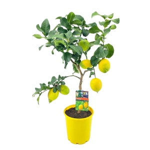 Citrus lemon