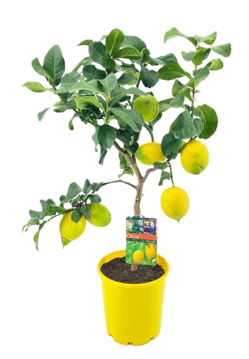 <h4>Citrus lemon</h4>