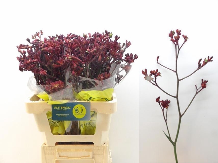 <h4>ANIGOZ EARLY SPRING</h4>