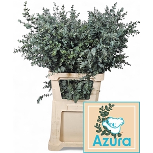 EUCA GU AZURA