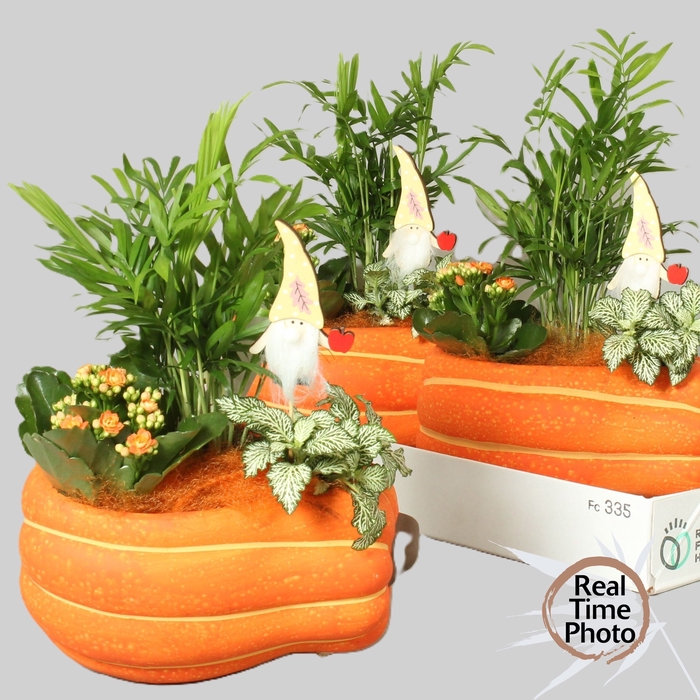 <h4>ARR KAMERPLANTEN H%</h4>