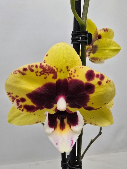 <h4>Limited 24 week 19</h4>