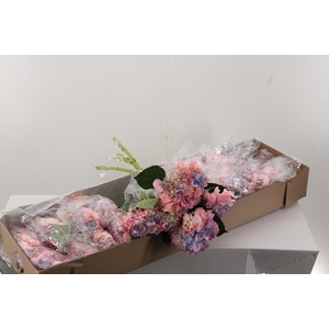 Hydr Marshmellow Box