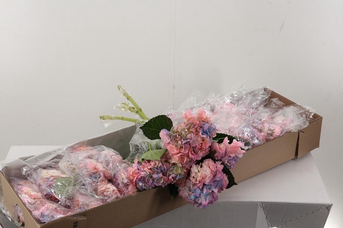 <h4>Hydr Marshmellow Box</h4>