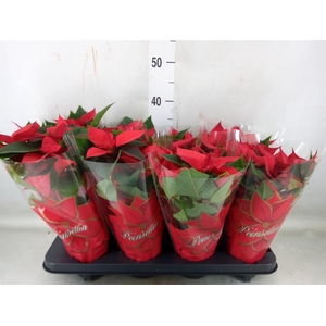 Euphorbia pulc. 'Mars'