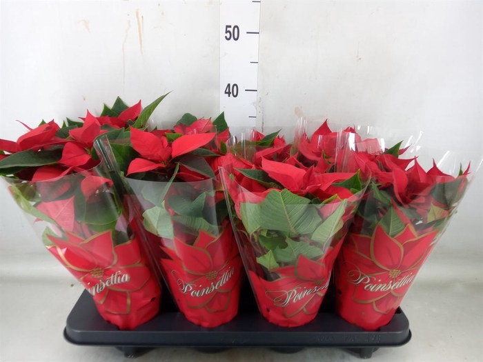 <h4>Euphorbia pulc. 'Mars'</h4>