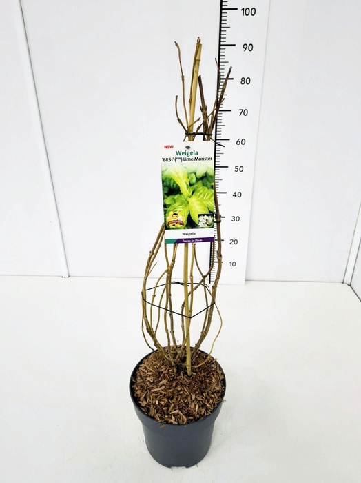 Weigela overig