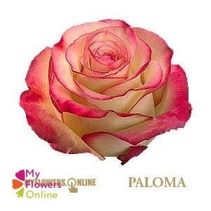 R Gr Paloma Bicolor 40cm EC