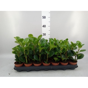 Peperomia