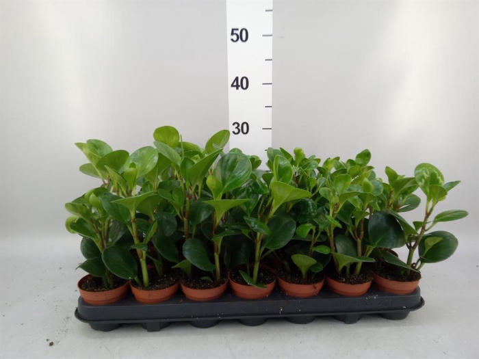 <h4>Peperomia</h4>