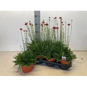 ARME PS BALLERIN RED