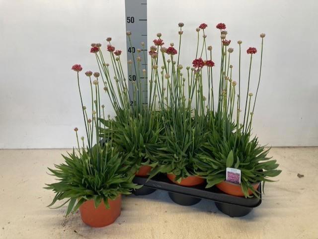 <h4>ARME PS BALLERIN RED</h4>