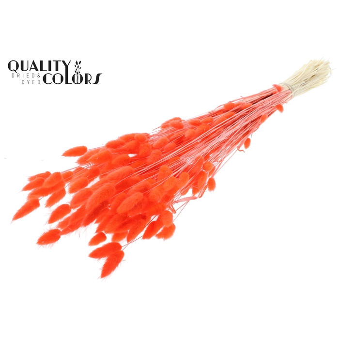 <h4>Lagurus Premium per bunch Bleached Coral</h4>
