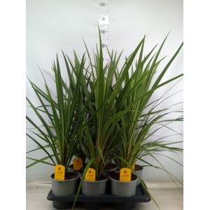 Cordyline indivisa 'Peko'