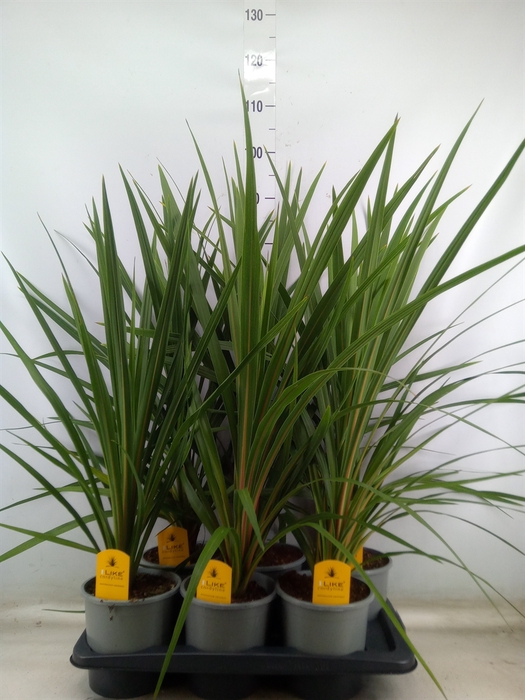 <h4>Cordyline indivisa 'Peko'</h4>