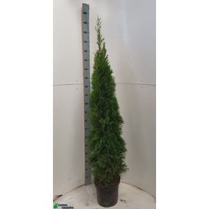 THUJA O SMARAGD