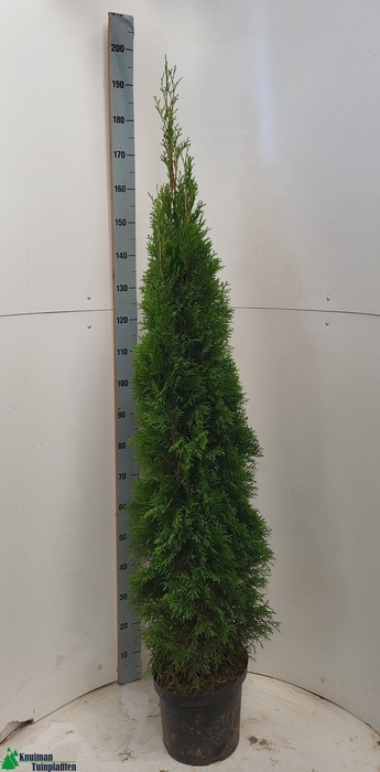 THUJA O SMARAGD