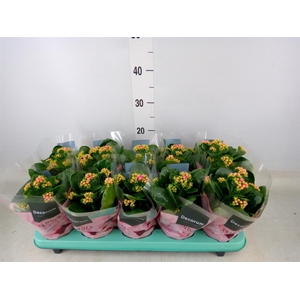 Kalanchoe blos. 'Serenity Softpink'