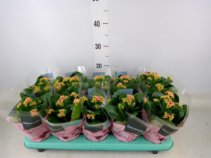 <h4>Kalanchoe blos. 'Serenity Softpink'</h4>