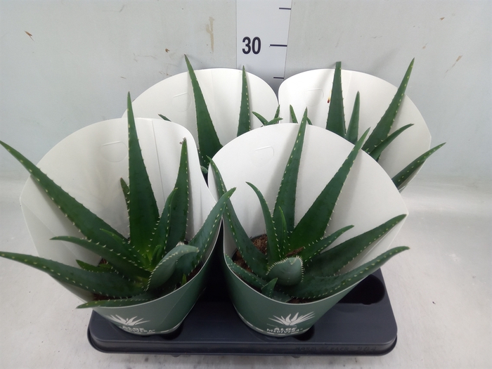 <h4>Aloe  'Equator'</h4>