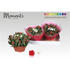 .Kalanchoe blossfeldiana gevuld gemengd in pot