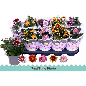 CHRYS GEM 2 KL BLOEM