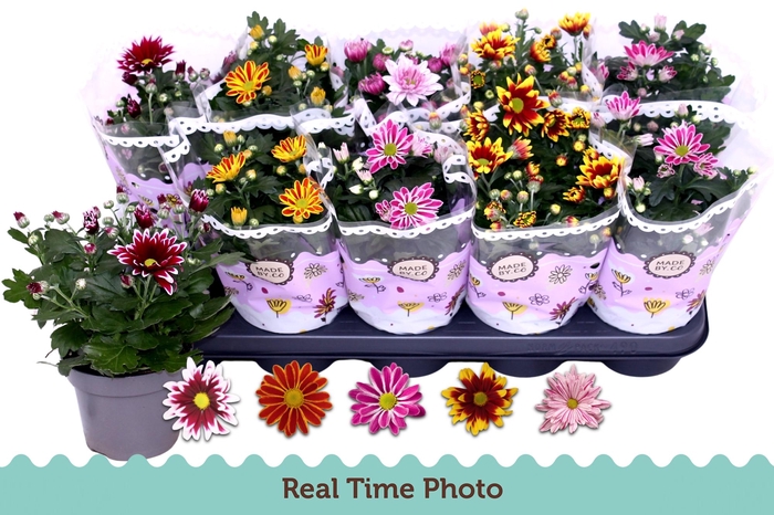 <h4>CHRYS GEM 2 KL BLOEM</h4>