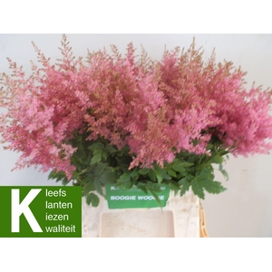 ASTIL AR BOOG WOOGIE